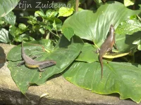 [Eutropis]